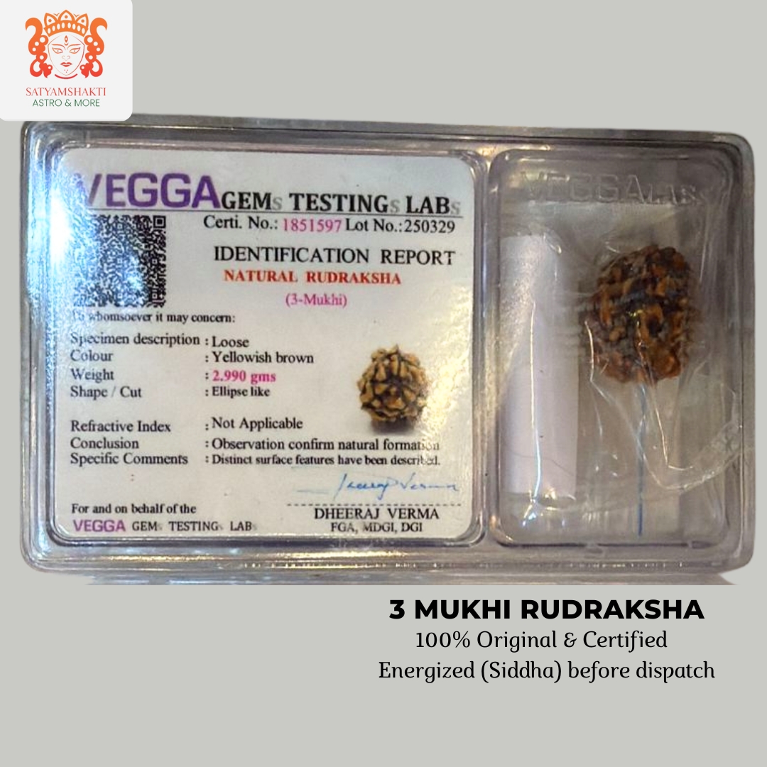 3 mukhi rudraksha