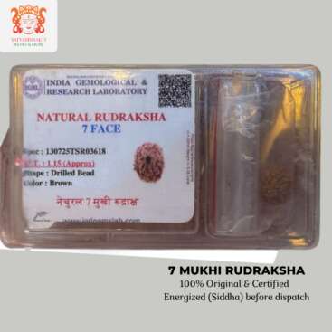 7 mukhi rudraksha