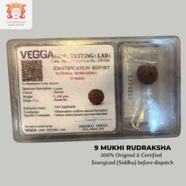 9 mukhi rudraksha